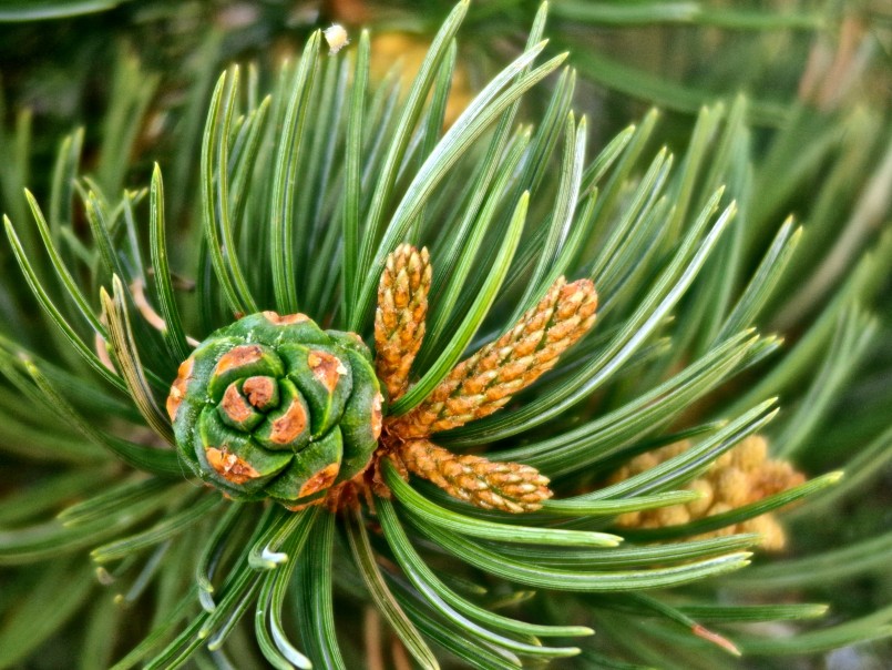 “pine resin” “pine resin salve” “pine sap salve” “pine pitch salve” “pine salve” “pine tar salve” pinon pinyon “pinon salve” “pinon resin” “pinon juniper zone” drawing “pine drawing salve” “Flagstaff essential oil” “Flagstaff essential oils” “Flagstaff aromatherapy” “Prescott essential oil” “Prescott essential oils” “Prescott aromatherapy” “Sedona essential oil” “Sedona essential oils” “Sedona aromatherapy” “Phoenix essential oil” “Phoenix essential oils” “Phoenix aromatherapy” “Las Vegas essential oil” “Las Vegas essential oils” “Las Vegas aromatherapy” “Arizona Herbal medicine” “Sedona herbal medicine” “Phoenix herbal medicine” “Colorado herbal medicine” “Las Vegas herbal medicine” “Prescott herbal medicine” “Flagstaff herbal medicine” “Oak Creek Canyon” “New Mexico herbal medicine”