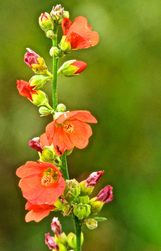 Sedona herbal medicine” Sphaeralcea, globe mallow