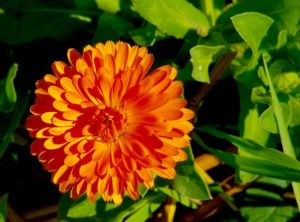 "Calendula officinalis" "skin care" lotion salve
