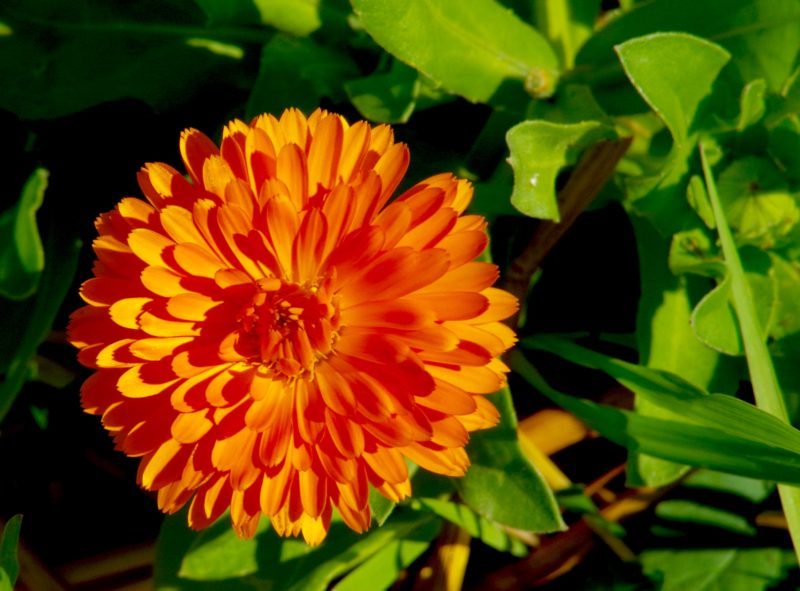 "Calendula officinalis" "skin care" lotion salve