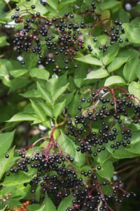  “Arizona Herbal medicine” “Sedona herbal medicine” “Phoenix herbal medicine” “Colorado herbal medicine” “Las Vegas herbal medicine” “Prescott herbal medicine” “Flagstaff herbal medicine” “Oak Creek Canyon” “New Mexico herbal medicine”