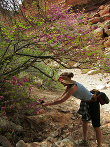 “Arizona Herbal medicine” “Sedona herbal medicine” “Phoenix herbal medicine” “Colorado herbal medicine” “Las Vegas herbal medicine” “Prescott herbal medicine” “Flagstaff herbal medicine” “Oak Creek Canyon” “New Mexico herbal medicine” “Flagstaff essential oil” “Flagstaff essential oils” “Flagstaff aromatherapy” “Prescott essential oil” “Prescott essential oils” “Prescott aromatherapy” “Sedona essential oil” “Sedona essential oils” “Sedona aromatherapy” “Phoenix essential oil” “Phoenix essential oils” “Phoenix aromatherapy” “Las Vegas essential oil” “Las Vegas essential oils” “Las Vegas aromatherapy”