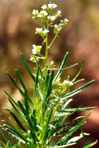 “Arizona Herbal medicine” “Sedona herbal medicine” “Phoenix herbal medicine” “Colorado herbal medicine” “Las Vegas herbal medicine” “Prescott herbal medicine” “Flagstaff herbal medicine” “Oak Creek Canyon” “New Mexico herbal medicine”