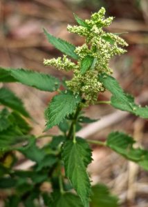 forage foraging forager wildcraft edibles wild food greens survival bushcraft Arizona Colorado “New Mexico” Utah Flagstaff Phoenix Prescott Sedona “Oak Creek Canyon”