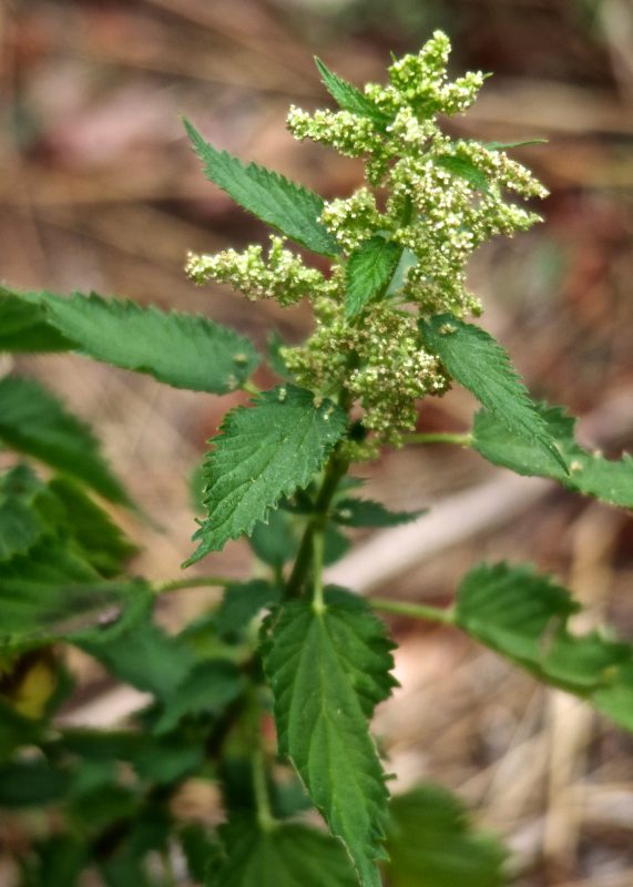 forage foraging forager wildcraft edibles wild food greens survival bushcraft Arizona Colorado “New Mexico” Utah Flagstaff Phoenix Prescott Sedona “Oak Creek Canyon”