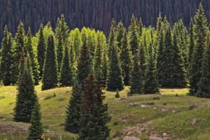 “pine resin” “pine resin salve” “pine sap salve” “pine pitch salve” “pine salve” “pine tar salve” pinon pinyon “pinon salve” “pinon resin” “pinon juniper zone” drawing “pine drawing salve”