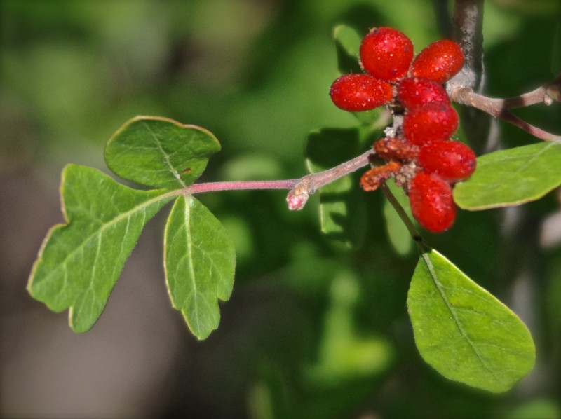sumac, Rhus trilobata, lemonade bush, Anacardaceae, poison oak, poison ivy, poison sumac, Toxicodendron, astringent leaves, edible, staghorn sumac “Arizona Herbal medicine” “Sedona herbal medicine” “Phoenix herbal medicine” “Colorado herbal medicine” “Las Vegas herbal medicine” “Prescott herbal medicine” “Flagstaff herbal medicine” “Oak Creek Canyon” “New Mexico herbal medicine” “Flagstaff essential oil” “Flagstaff essential oils” “Flagstaff aromatherapy” “Prescott essential oil” “Prescott essential oils” “Prescott aromatherapy” “Sedona essential oil” “Sedona essential oils” “Sedona aromatherapy” “Phoenix essential oil” “Phoenix essential oils” “Phoenix aromatherapy” “Las Vegas essential oil” “Las Vegas essential oils” “Las Vegas aromatherapy”