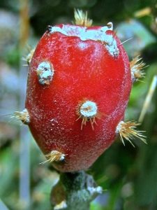 Live off the land, Prickly pear fruit, opuntia, wild food, edibles, wildcrafting, harvesting, survival, bushcraft, hunter gatherer,