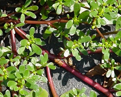 forage foraging forager wildcraft edibles wild food greens survival bushcraft Arizona Colorado “New Mexico” Utah Flagstaff Phoenix Prescott Sedona “Oak Creek Canyon”