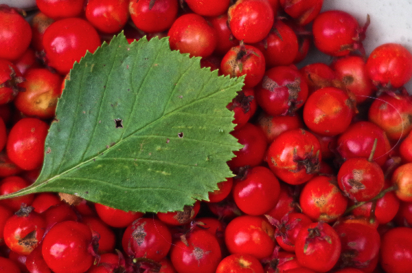 170b50f3-43a4-4427-a77d-421f5425d030 Hawthorn, cardiac tonic, crataegus