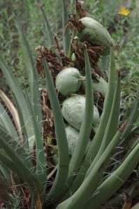 "Arizona Herbal Medicine"