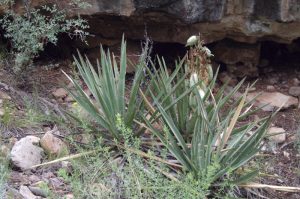 "Arizona Herbal Medicine"