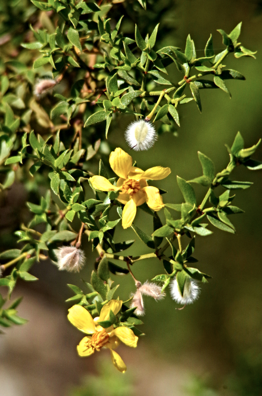 “Arizona Herbal medicine” “Sedona herbal medicine” “Phoenix herbal medicine” “Colorado herbal medicine” “Las Vegas herbal medicine” “Prescott herbal medicine” “Flagstaff herbal medicine” “Oak Creek Canyon” “New Mexico herbal medicine”