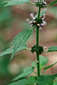 Motherwort, Leonurus cardiaca