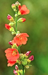 "Sedona herbal medicine" globe mallow, Sphaeralcea