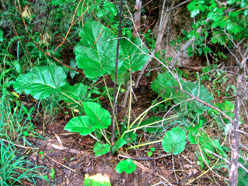 Burdock, alterative