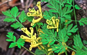 Corydalis