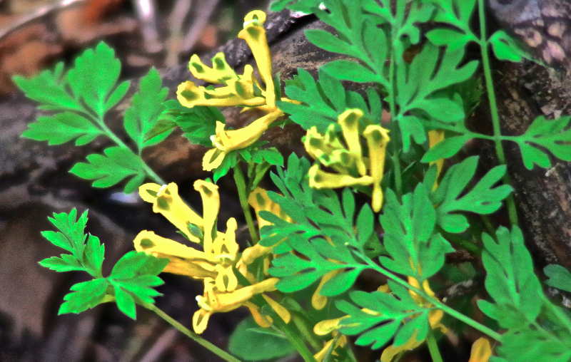 Corydalis
