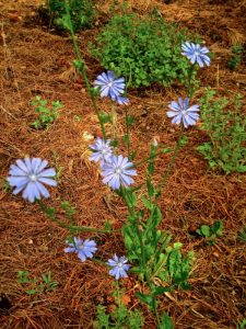 Chicory provides a palatable leafy green that can be used in salads, similar to dandelion.