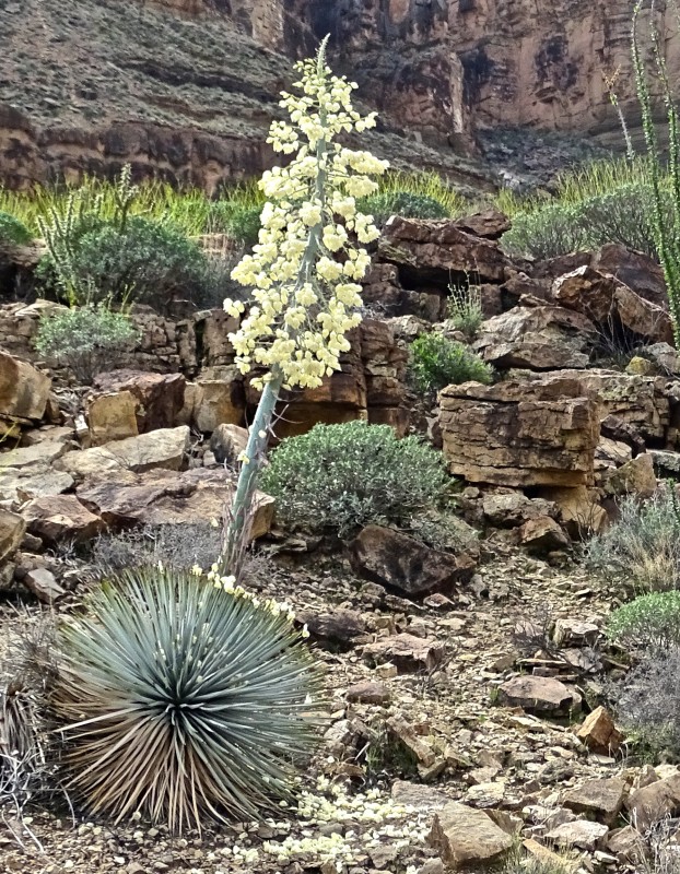 “Arizona Herbal medicine” “Sedona herbal medicine” “Phoenix herbal medicine” “Colorado herbal medicine” “Las Vegas herbal medicine” “Prescott herbal medicine” “Flagstaff herbal medicine” “Oak Creek Canyon” “New Mexico herbal medicine” “Flagstaff essential oil” “Flagstaff essential oils” “Flagstaff aromatherapy” “Prescott essential oil” “Prescott essential oils” “Prescott aromatherapy” “Sedona essential oil” “Sedona essential oils” “Sedona aromatherapy” “Phoenix essential oil” “Phoenix essential oils” “Phoenix aromatherapy” “Las Vegas essential oil” “Las Vegas essential oils” “Las Vegas aromatherapy”