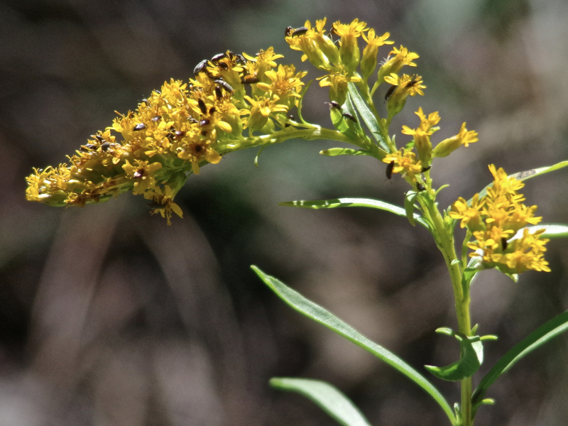 Arizona herbal Medicine