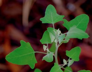 forage foraging forager wildcraft edibles wild food greens survival bushcraft Arizona Colorado “New Mexico” Utah Flagstaff Phoenix Prescott Sedona “Oak Creek Canyon”
