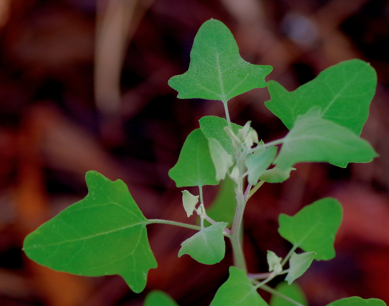 forage foraging forager wildcraft edibles wild food greens survival bushcraft Arizona Colorado “New Mexico” Utah Flagstaff Phoenix Prescott Sedona “Oak Creek Canyon”