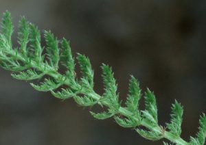 Sedona Herbal medicine