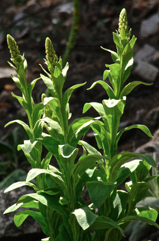 Sedona herbal medicine
