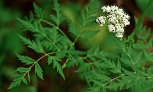 osha “Arizona Herbal medicine” “Sedona herbal medicine” “Phoenix herbal medicine” “Colorado herbal medicine” “Las Vegas herbal medicine” “Prescott herbal medicine” “Flagstaff herbal medicine” “Oak Creek Canyon” “New Mexico herbal medicine”