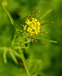 forage foraging forager wildcraft edibles wild food greens survival bushcraft Arizona Colorado “New Mexico” Utah Flagstaff Phoenix Prescott Sedona “Oak Creek Canyon”