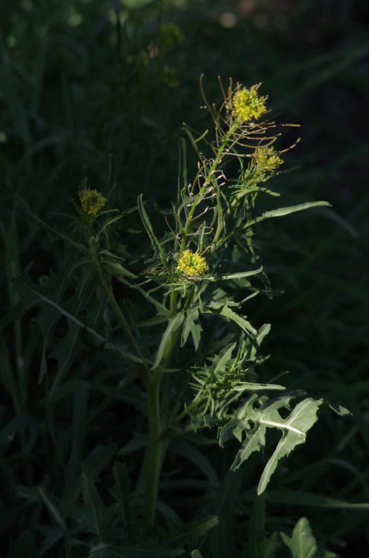 forage foraging forager wildcraft edibles wild food greens survival bushcraft Arizona Colorado “New Mexico” Utah Flagstaff Phoenix Prescott Sedona “Oak Creek Canyon”