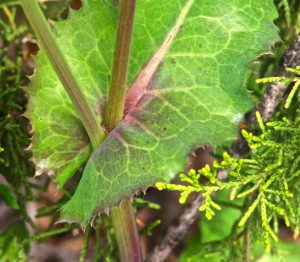 Sow Thistle, Sonchus oleraceus