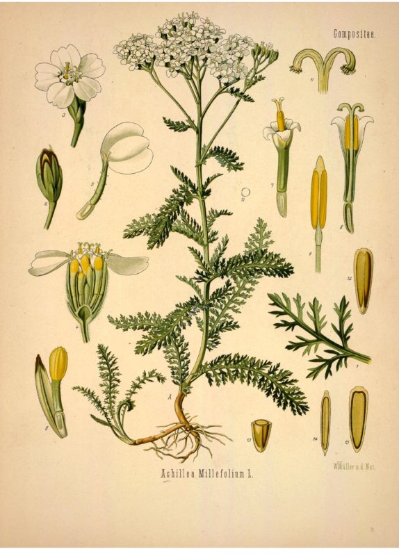 Yarrow (Achillea millefoilium)