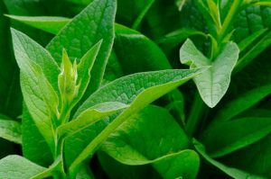 comfrey, symphytum