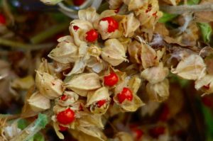 rasayana adaptogen Ashwagandha Withania somnifers materia medica monograph