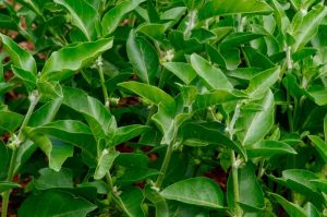 rasayana adaptogen Ashwagandha Withania somnifers materia medica monograph