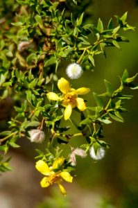 Larrea, creosote