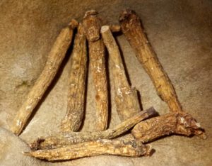 American Ginseng, panax