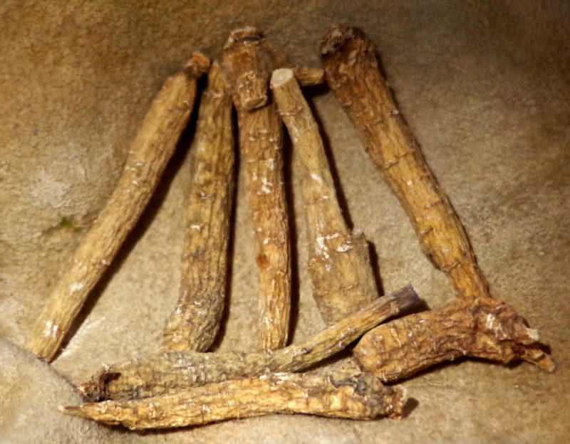American Ginseng, panax