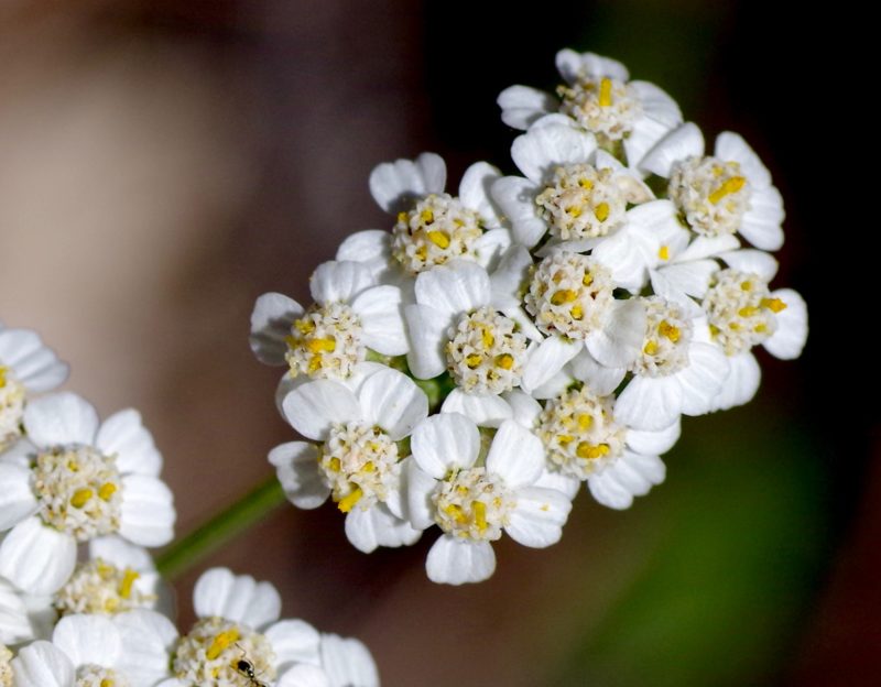 Yarrow (Achillea millefoilium)