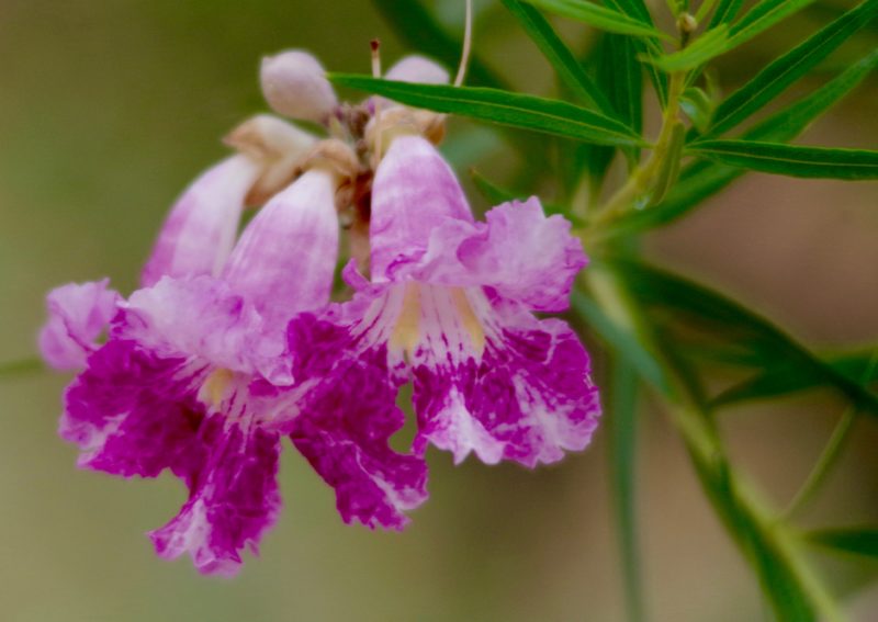 desert willow, chilopsis