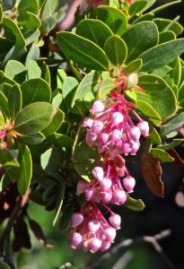 Arctostaphylos, manzanita