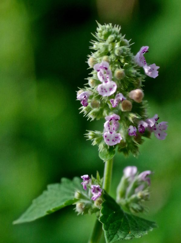 catnip, nepeta cataria