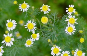 German Chamomile, Manzanilla, Matricaria recutita 