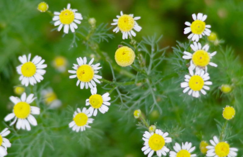German Chamomile, Manzanilla, Matricaria recutita 