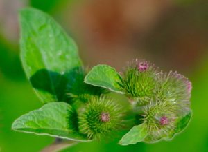 burdock, arctium lappa