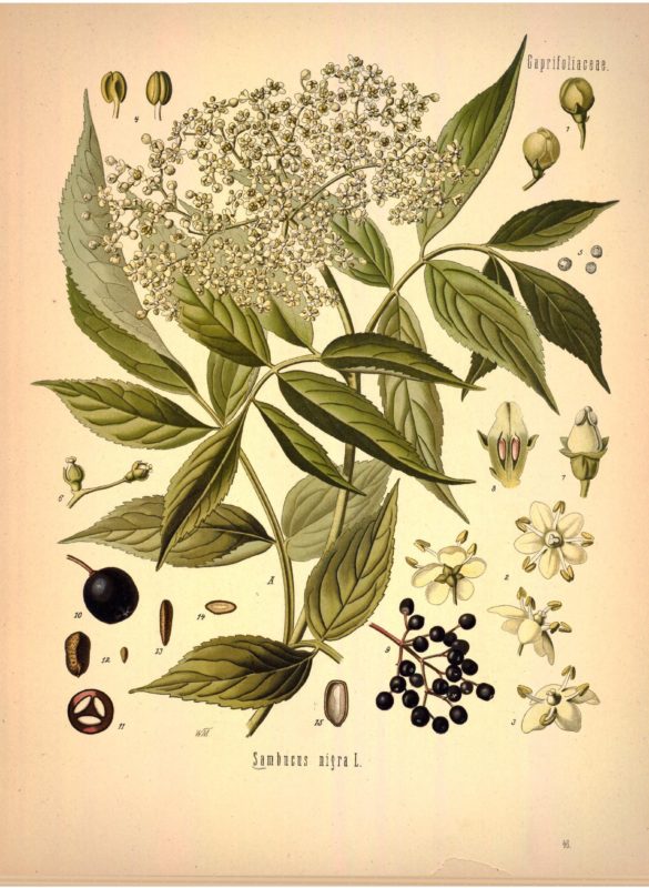 “Arizona Herbal medicine” “Sedona herbal medicine” “Phoenix herbal medicine” “Colorado herbal medicine” “Las Vegas herbal medicine” “Prescott herbal medicine” “Flagstaff herbal medicine” “Oak Creek Canyon” “New Mexico herbal medicine”