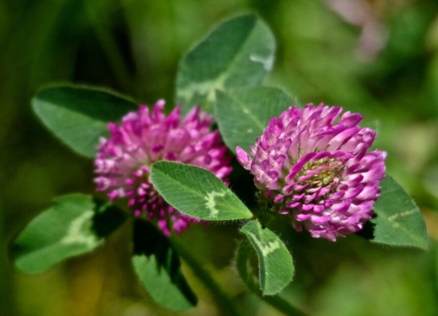 beautiful purple flower from the forager's path