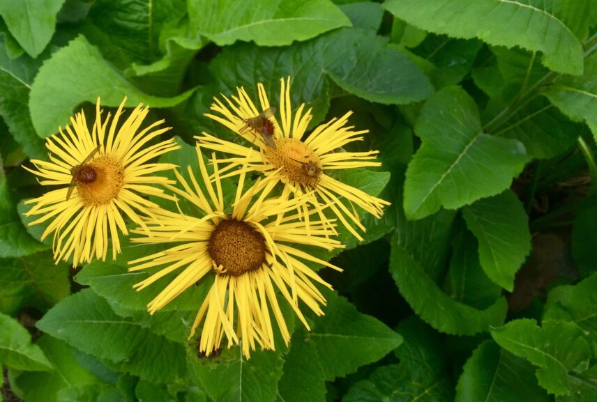 Elecampane